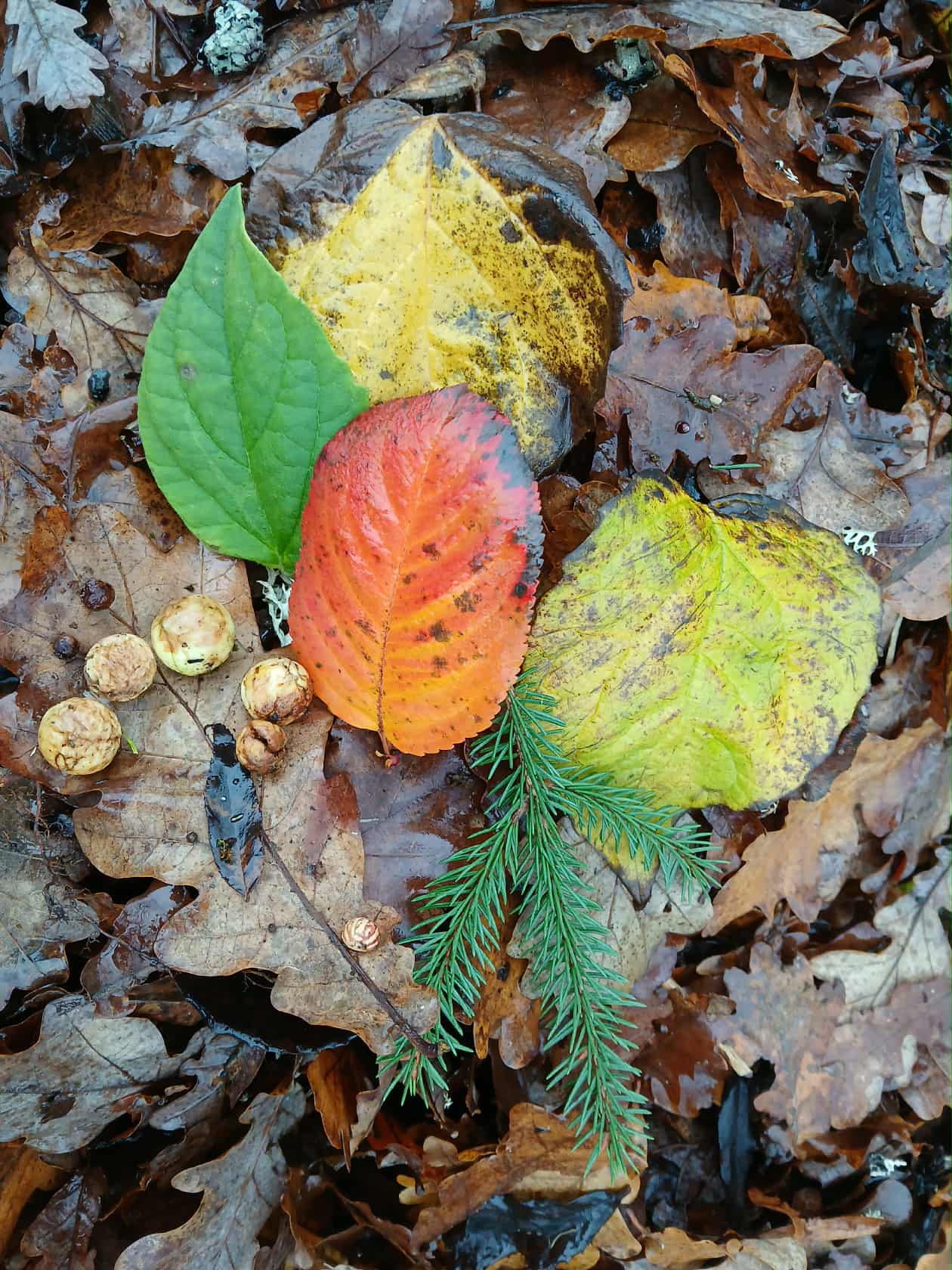 Siiliga puulehti õppimas https://keskkonnaharidus.ee/et/oppeprogrammid/siiliga-puulehti-oppimas
The post Siiliga puulehti õppimas appeared first on Mulgi Elamus